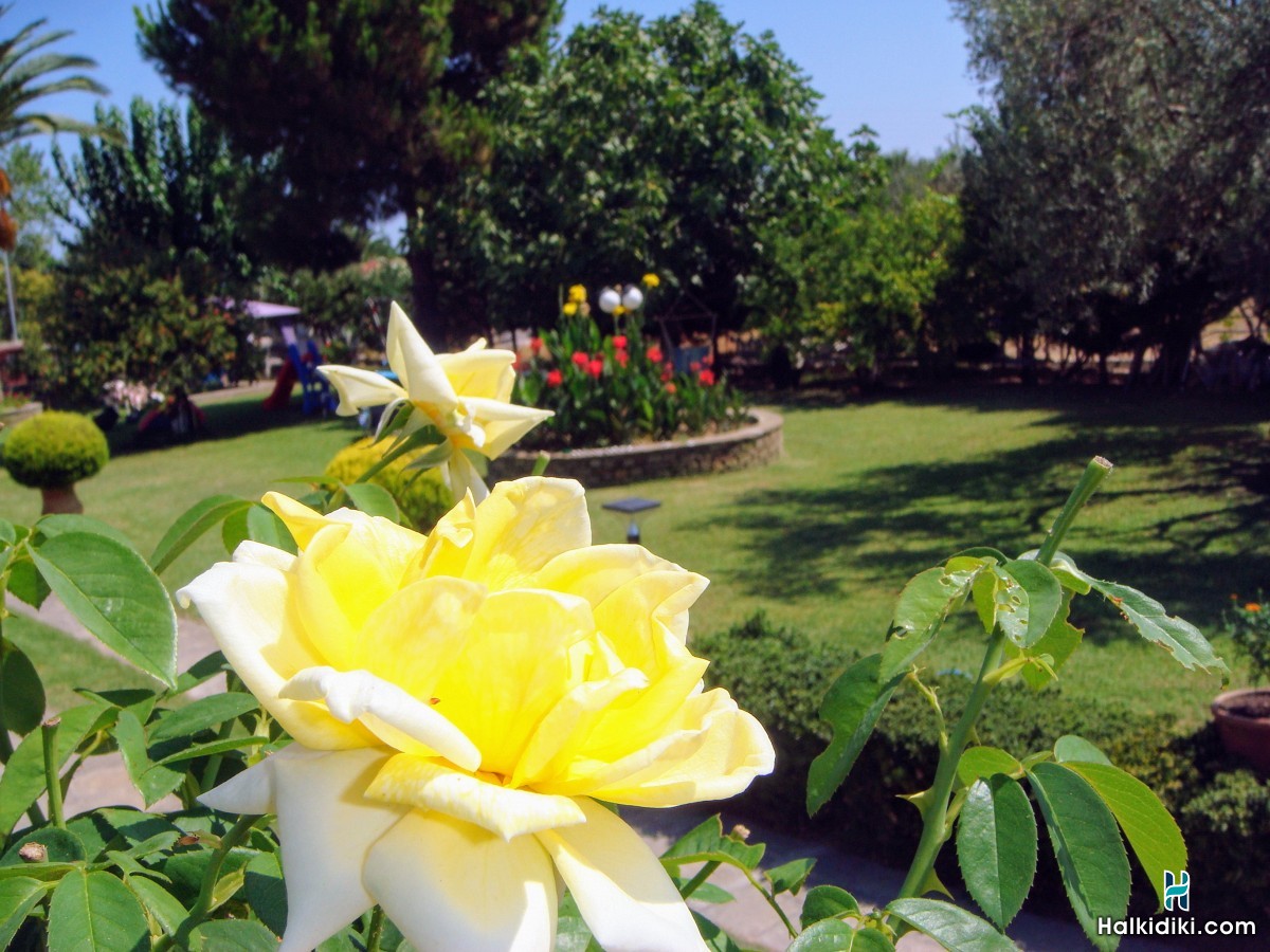 Jenny's Garden, The Garden