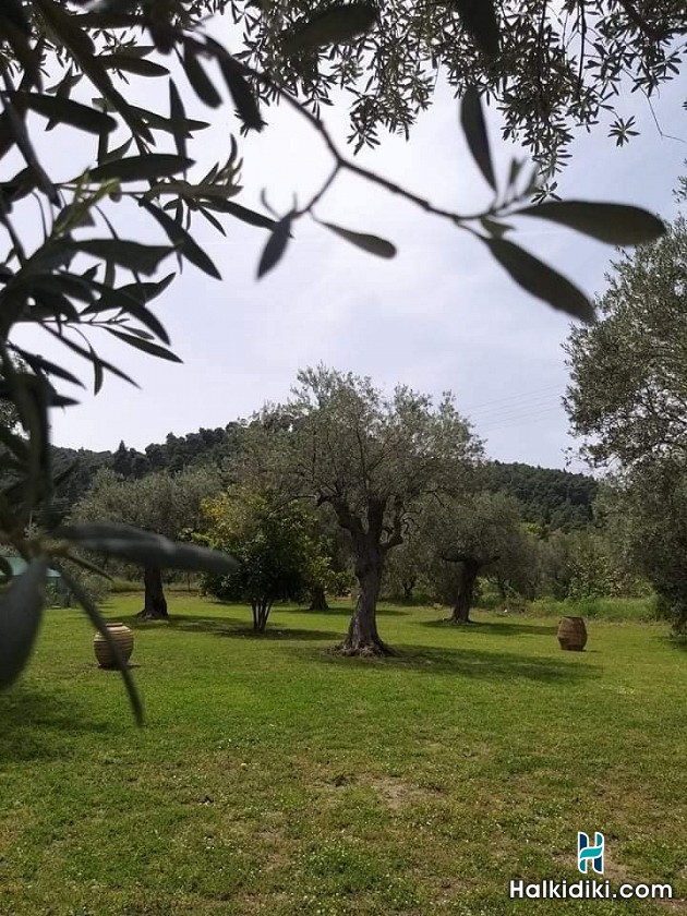 Meerithic ROKKA ROOMS, Garden